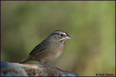 Rufous-crowned Sparrow (Aimophila ruficeps)