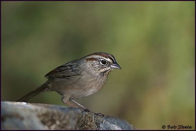 Rufous-crowned Sparrow (Aimophila ruficeps)