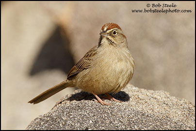 Rufous-crowned Sparrow (Aimophila ruficeps)