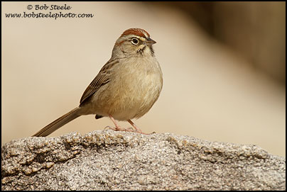 Rufous-crowned Sparrow (Aimophila ruficeps)