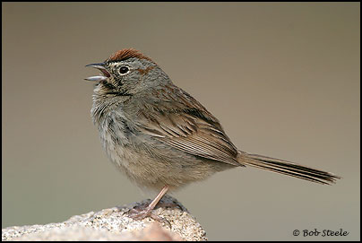Rufous-crowned Sparrow (Aimophila ruficeps)