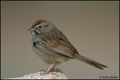 Rufous-crowned Sparrow (Aimophila ruficeps)
