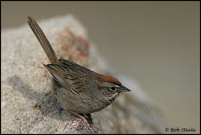 Rufous-crowned Sparrow (Aimophila ruficeps)