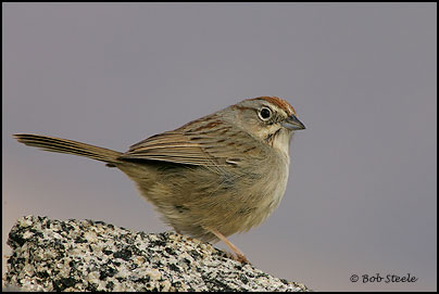 Rufous-crowned Sparrow (Aimophila ruficeps)