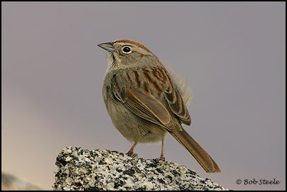 Rufous-crowned Sparrow (Aimophila ruficeps)