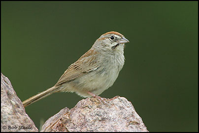 Rufous-crowned Sparrow (Aimophila ruficeps)