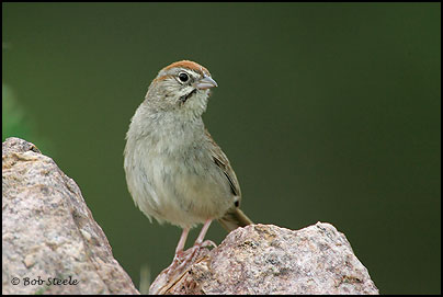 Rufous-crowned Sparrow (Aimophila ruficeps)