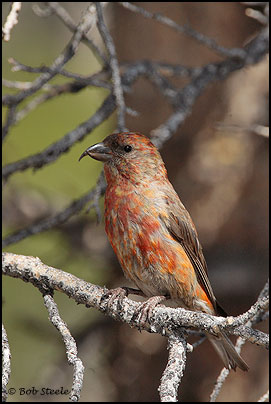 Red Crossbill (Loxia curvirostra)