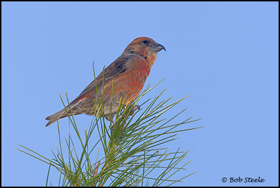 Red Crossbill (Loxia curvirostra)