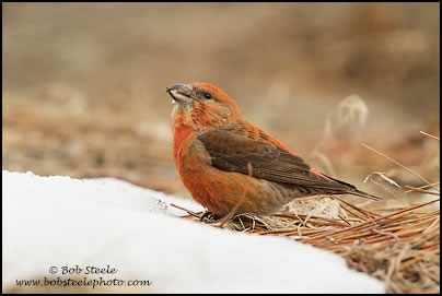 Red Crossbill (Loxia curvirostra)