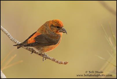 Red Crossbill (Loxia curvirostra)