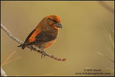 Red Crossbill (Loxia curvirostra)