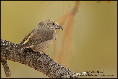 Red Crossbill (Loxia curvirostra)