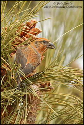 Red Crossbill (Loxia curvirostra)