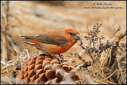 Red Crossbill (Loxia curvirostra)