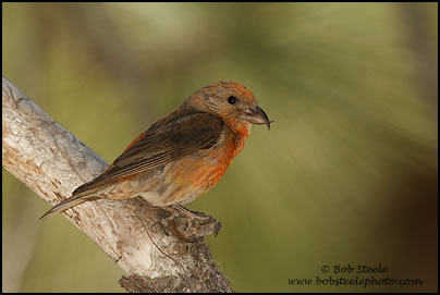 Red Crossbill (Loxia curvirostra)