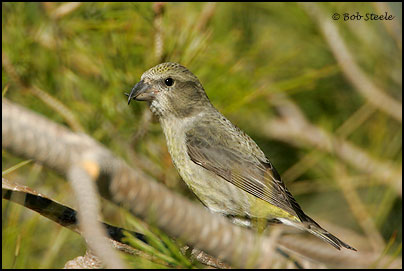 Red Crossbill (Loxia curvirostra)