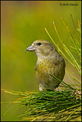 Red Crossbill (Loxia curvirostra)