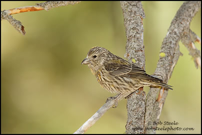 Red Crossbill (Loxia curvirostra)