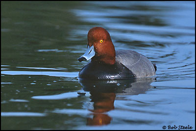 Redhead (Aythya americana)