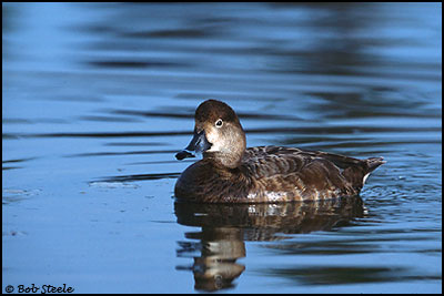 Redhead (Aythya americana)