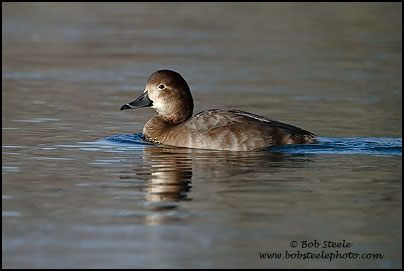 Redhead (Aythya americana)