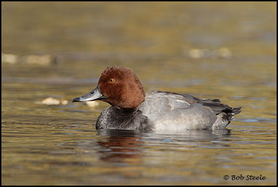 Redhead (Aythya americana)