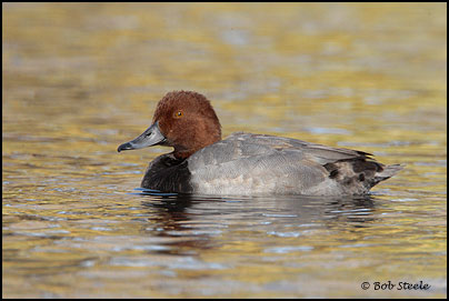 Redhead (Aythya americana)