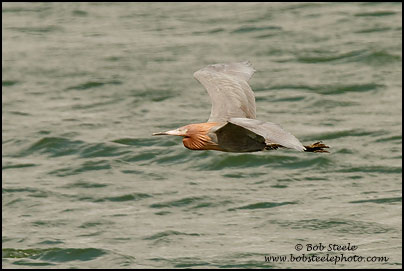 Reddish Egret (Egretta rufescens)