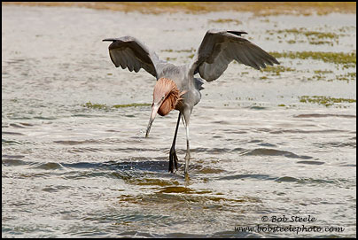 Reddish Egret (Egretta rufescens)