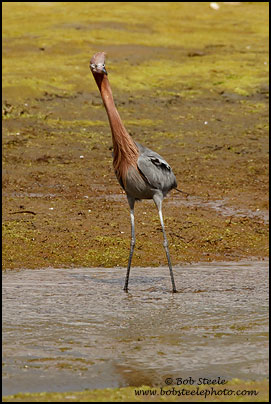 Reddish Egret (Egretta rufescens)