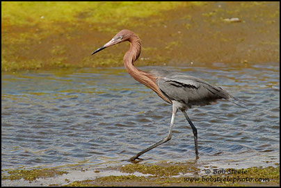 Reddish Egret (Egretta rufescens)
