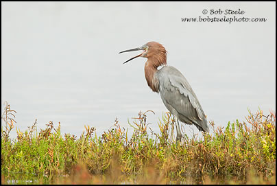 Reddish Egret (Egretta rufescens)