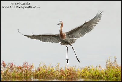 Reddish Egret (Egretta rufescens)
