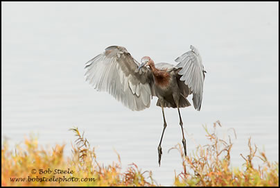 Reddish Egret (Egretta rufescens)