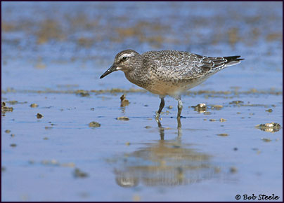 Red Knot (Calidris canutus)