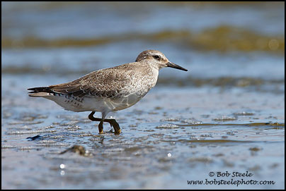 Red Knot (Calidris canutus)