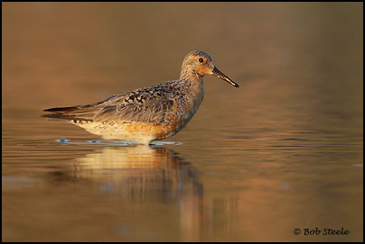 Red Knot (Calidris canutus)