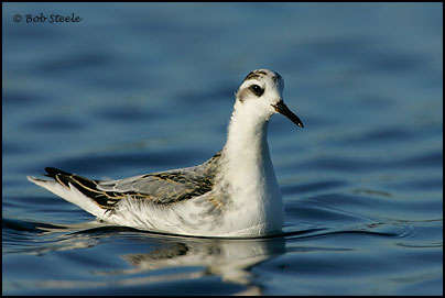 Red Phalarope (Phalaropus fulicaria)