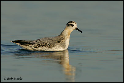 Red Phalarope (Phalaropus fulicaria)