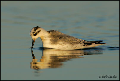 Red Phalarope (Phalaropus fulicaria)