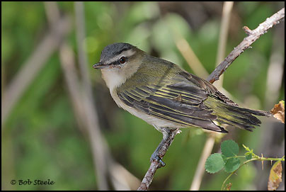 Red-eyed Vireo (Vireo olivaceus)