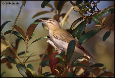 Red-eyed Vireo (Vireo olivaceus)