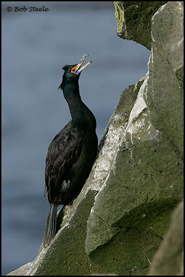 Red-faced Cormorant (Phalacrocorax urile)