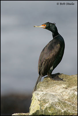 Red-faced Cormorant (Phalacrocorax urile)