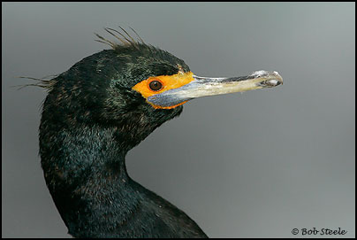 Red-faced Cormorant (Phalacrocorax urile)