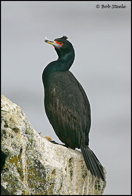 Red-faced Cormorant (Phalacrocorax urile)