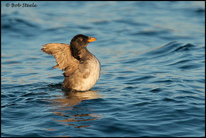 Rhinoceros Auklet (Cerorhinca monocerata)