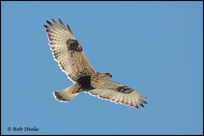 Rough-legged Hawk (Buteo lagopus)