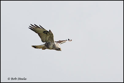 Rough-legged Hawk (Buteo lagopus)